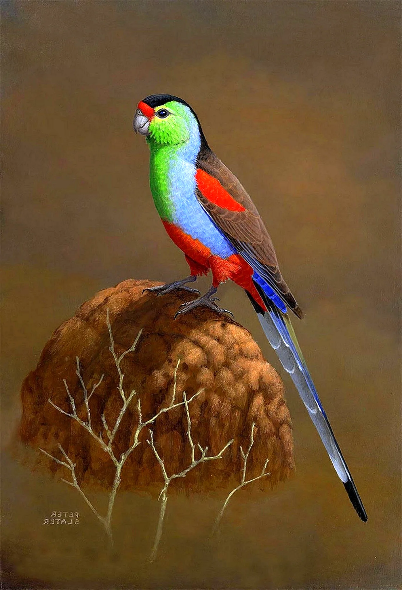 Райский певчий попугай