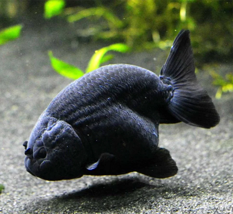 Ранчу Золотая рыбка черная