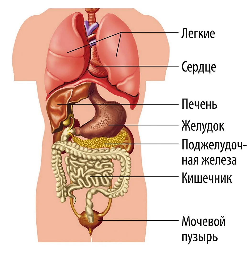 УЗИ органов брюшной полости