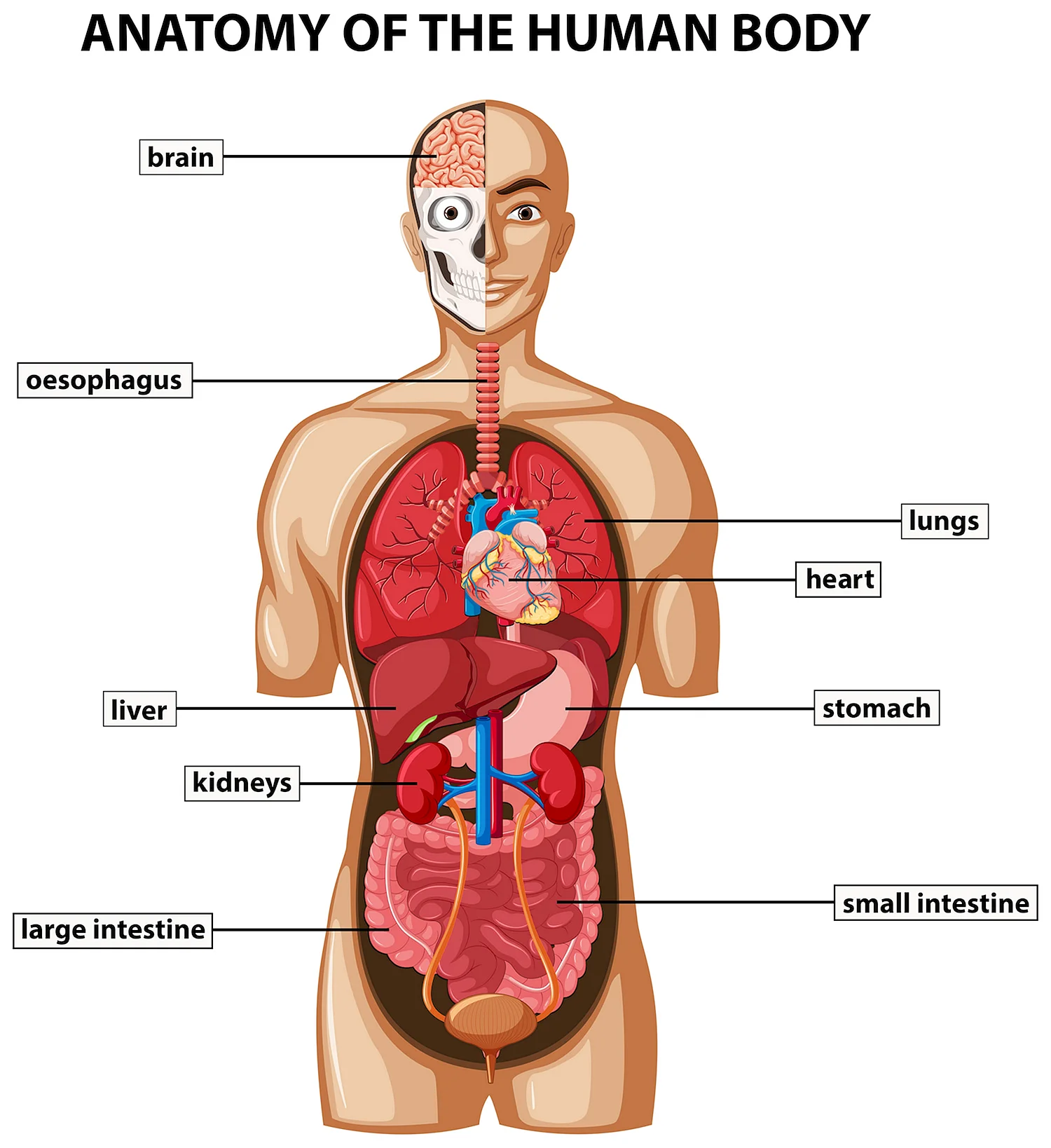 Расположение органов у человека