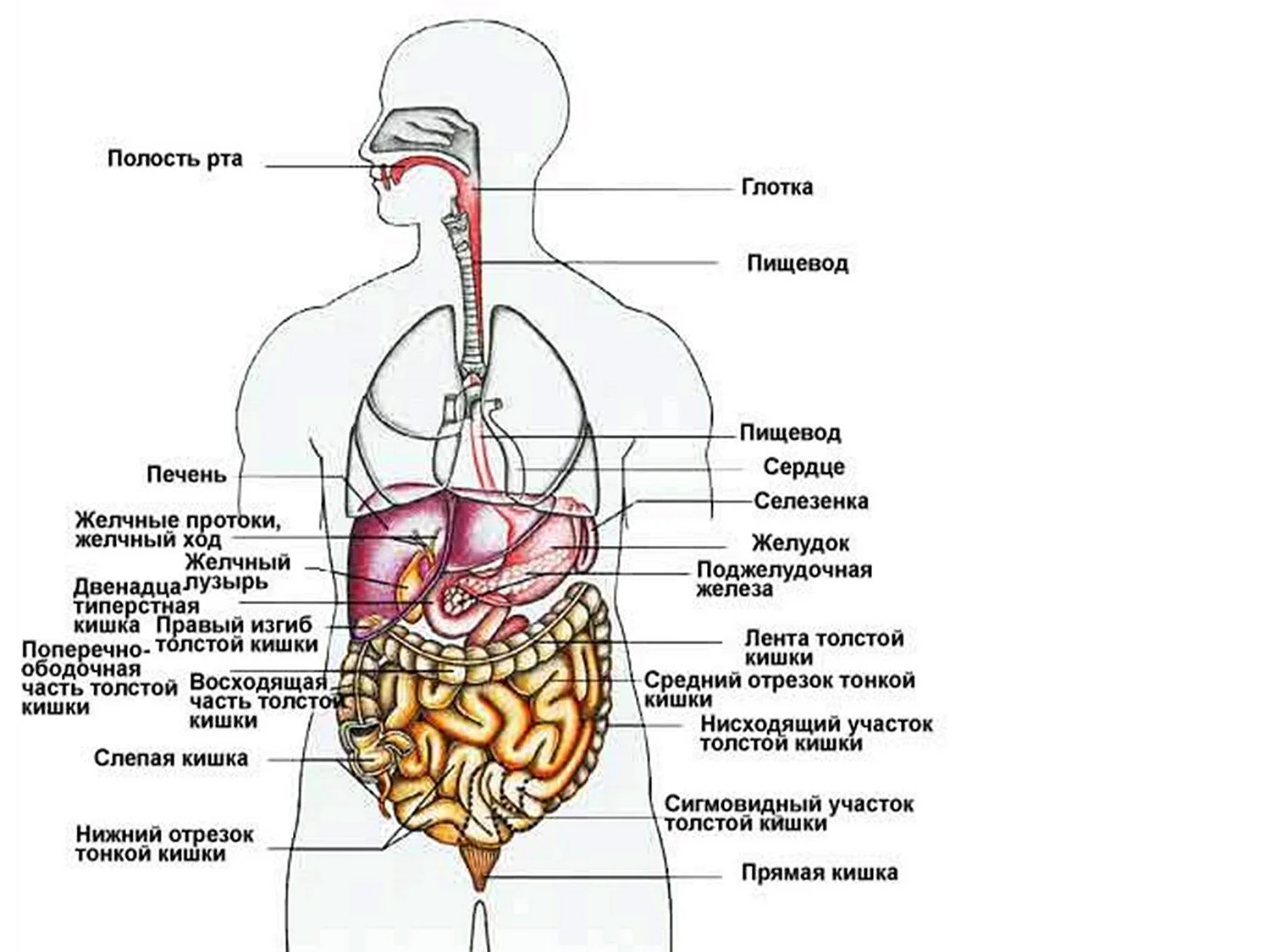 Расположение внутренних органов в теле человека