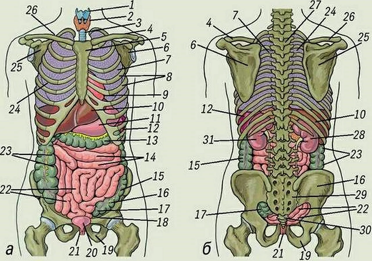 Органы человека расположение с названиями. Органы человека расположение вид спереди. Анатомия человека внутренние органы спереди.