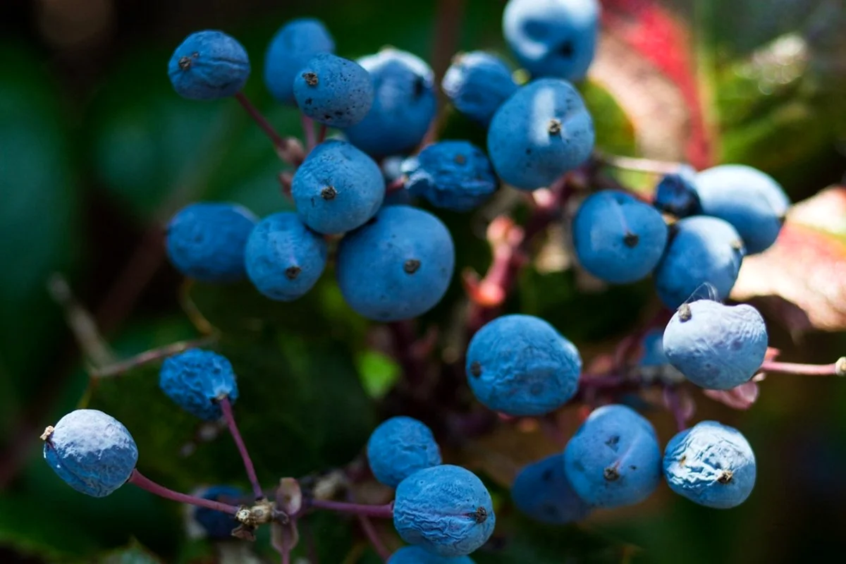 Растение с синими ягодами