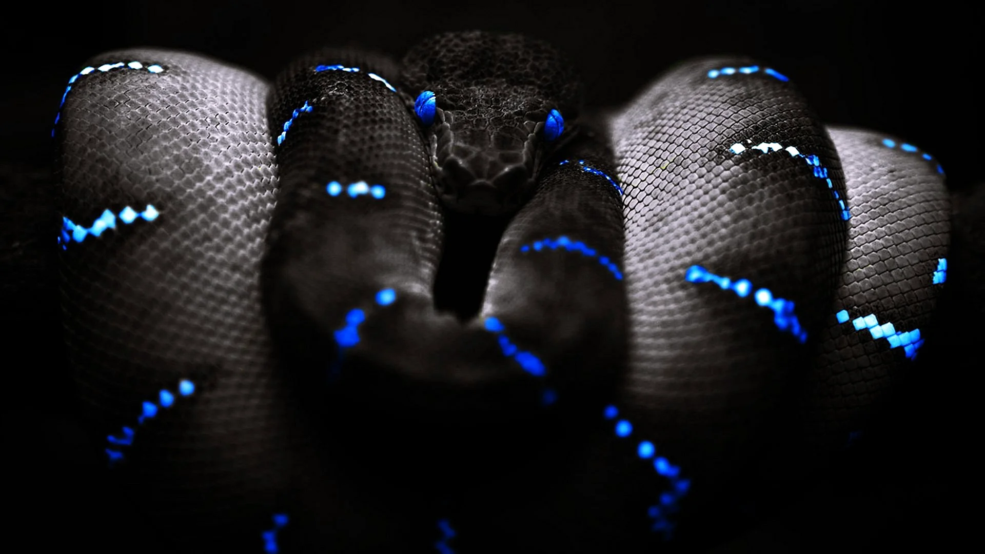 Razer Snake Snake Plushie