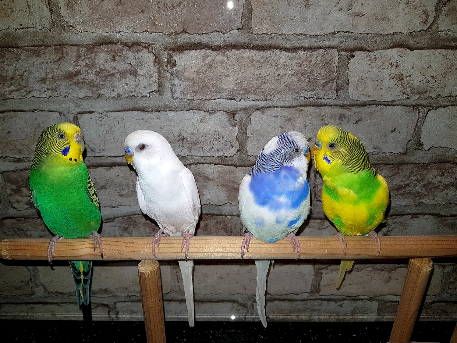 Разговор волнистых попугайчиков