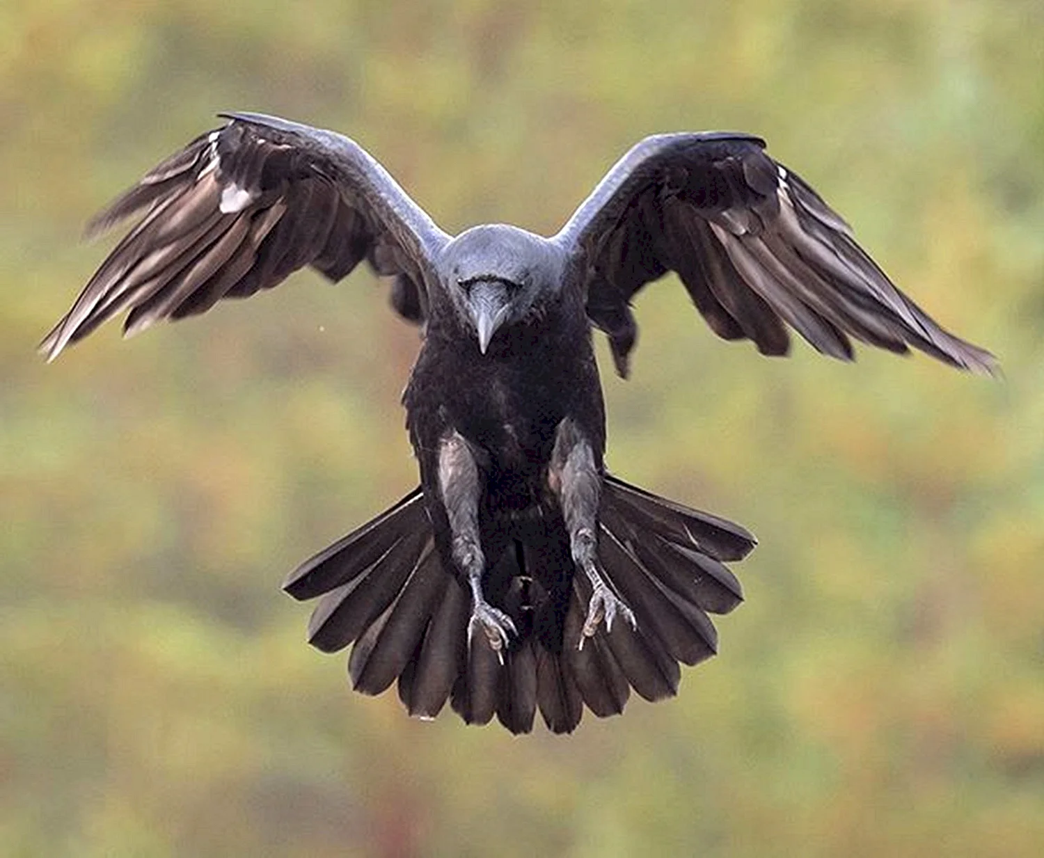 Размах крыльев ворона