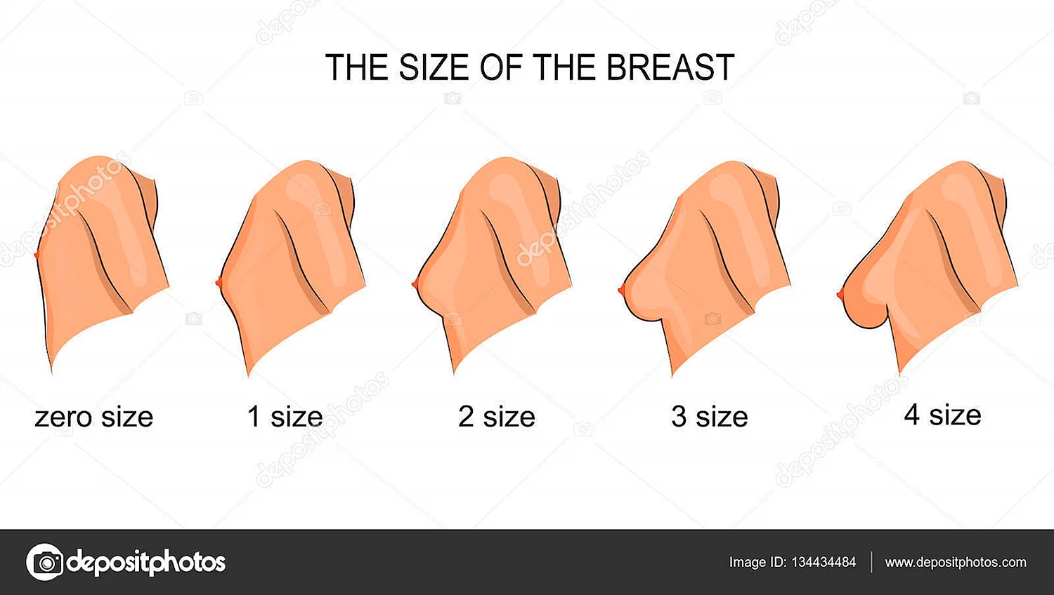 Размеры грудины у женщин как определить