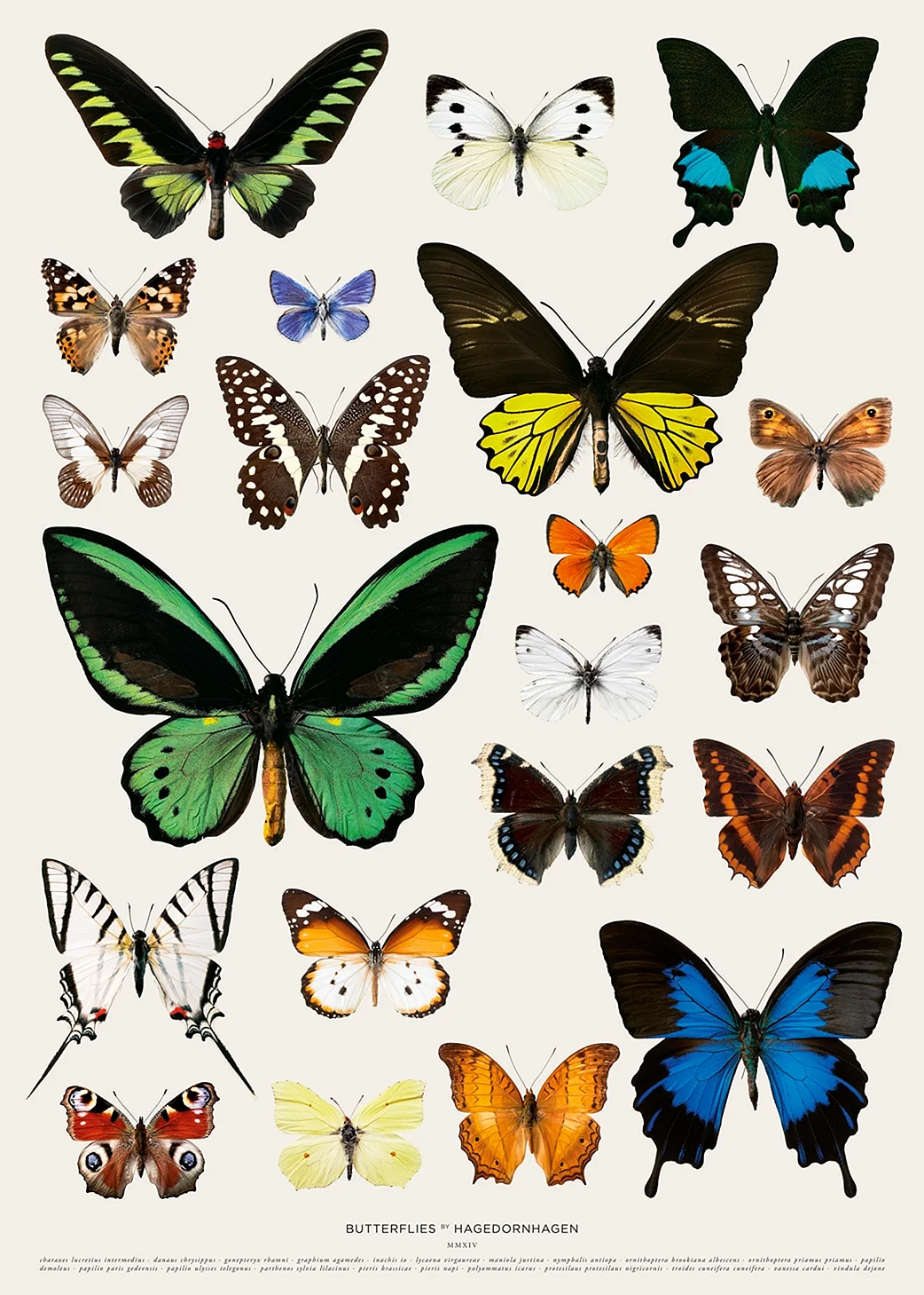 Разнообразие бабочек