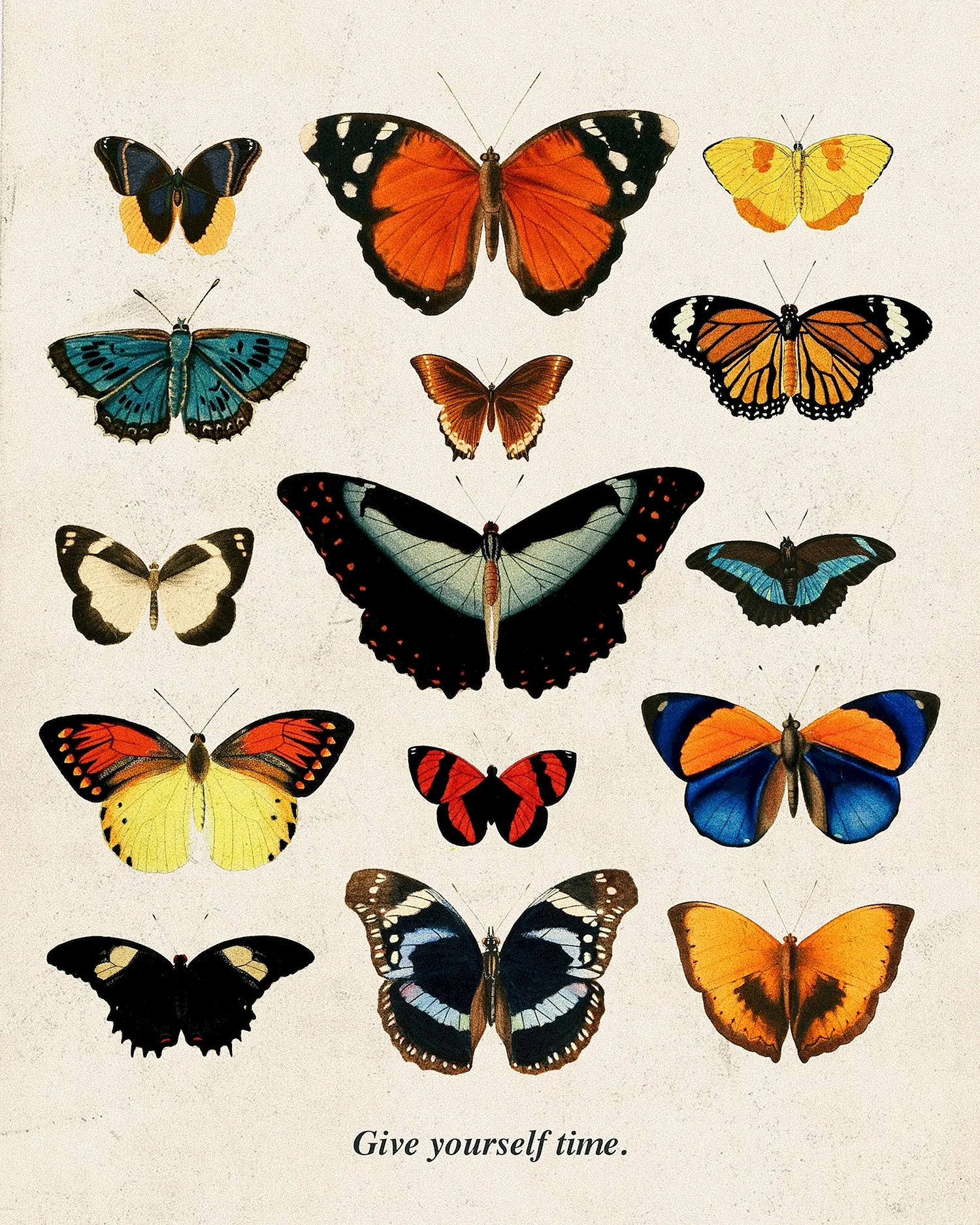 Разнообразие бабочек