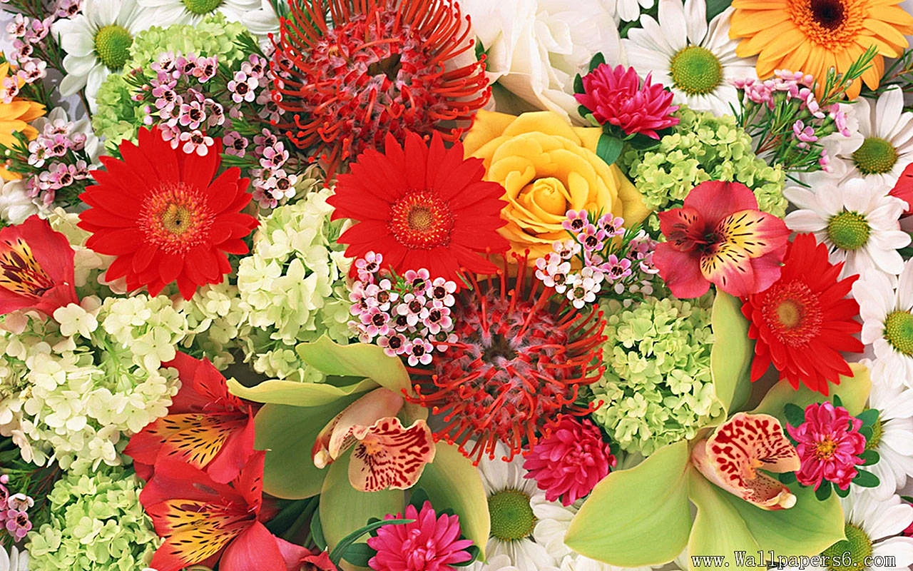 Разнообразные цветы
