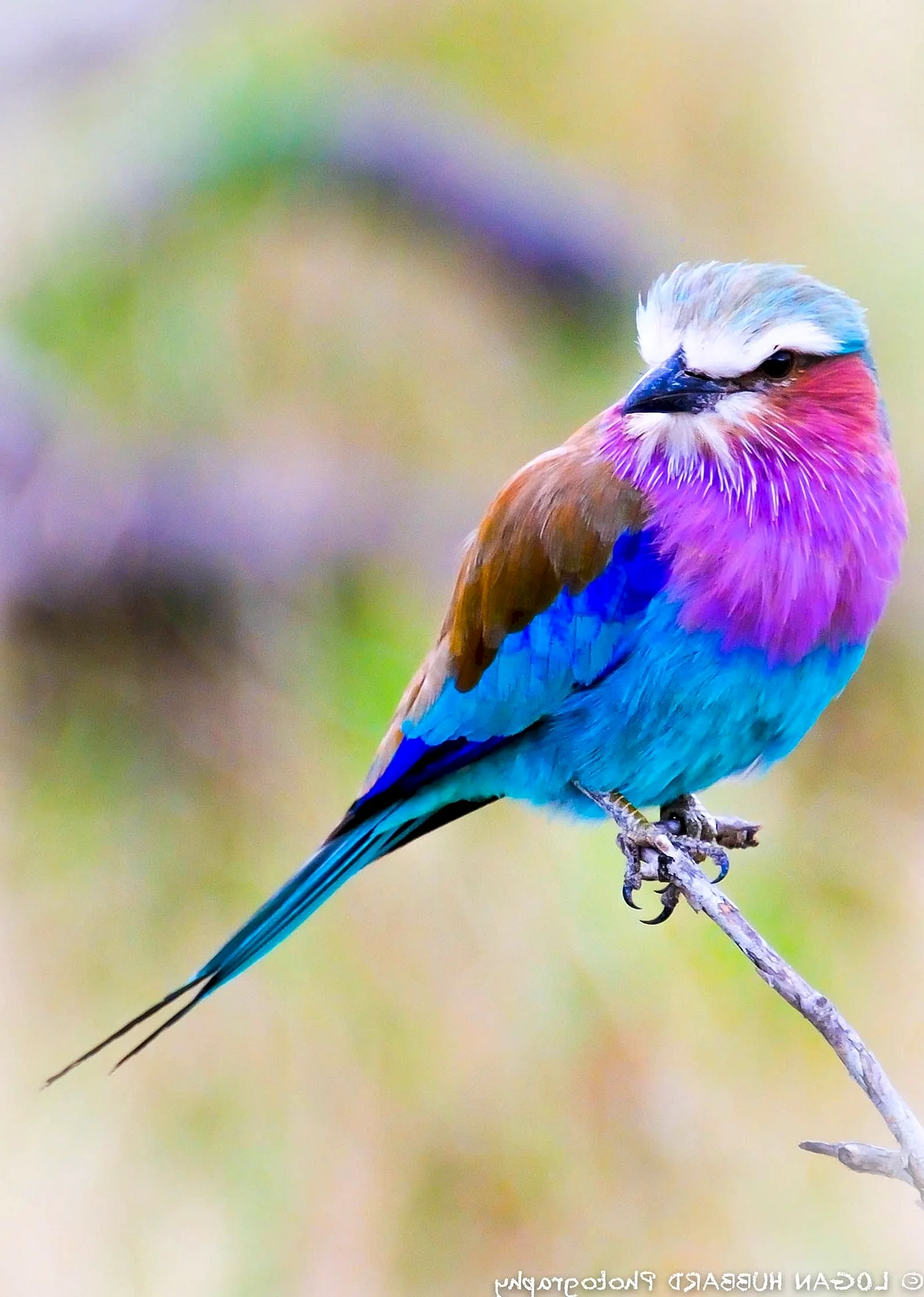 Разноцветная птица Лилак