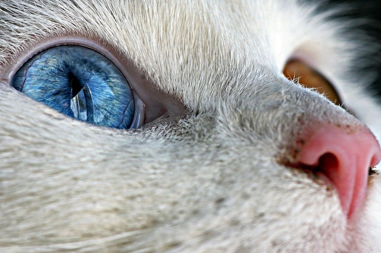 Разноцветные глаза у животных