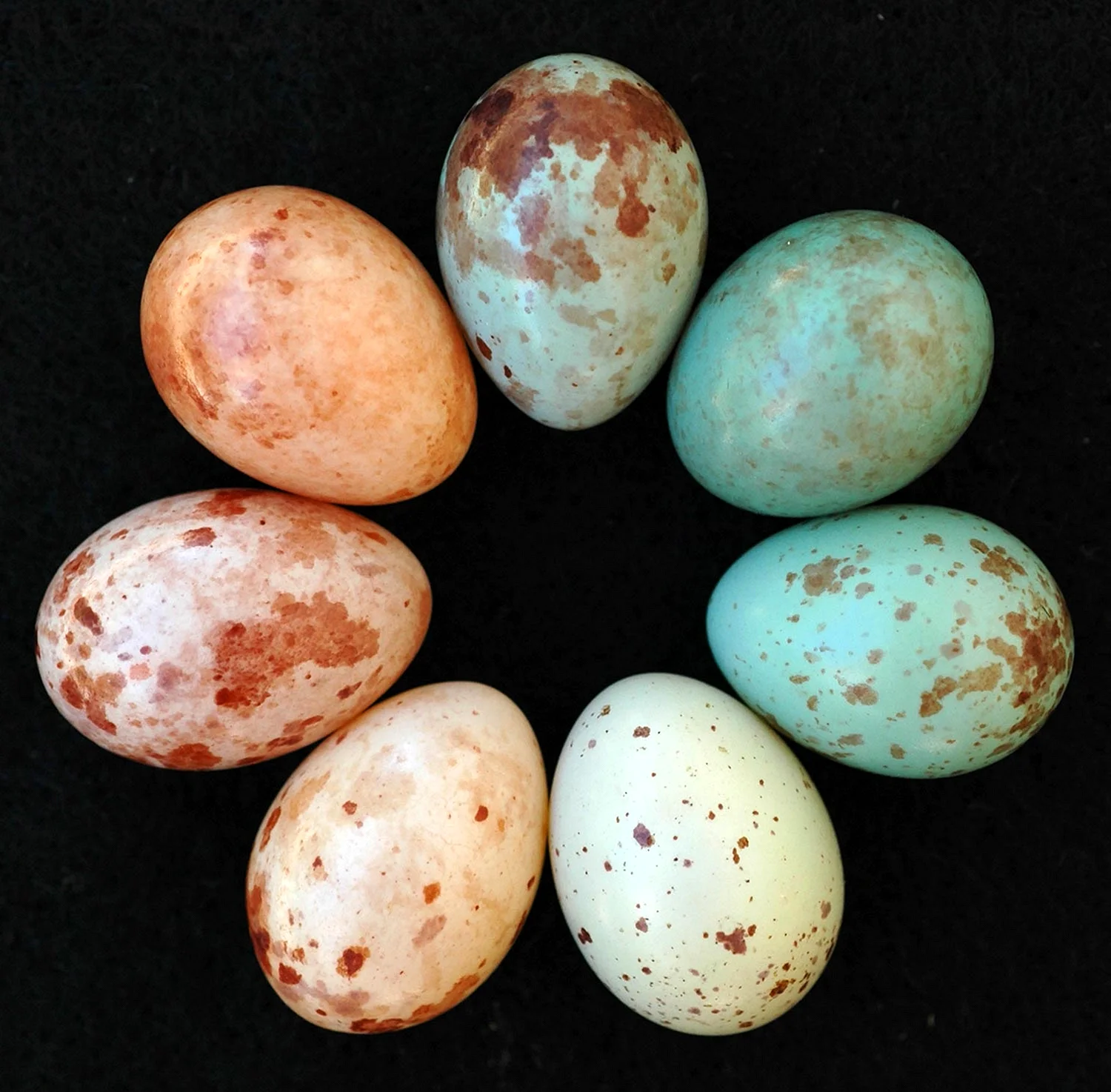 Разноцветные птичьи яйца