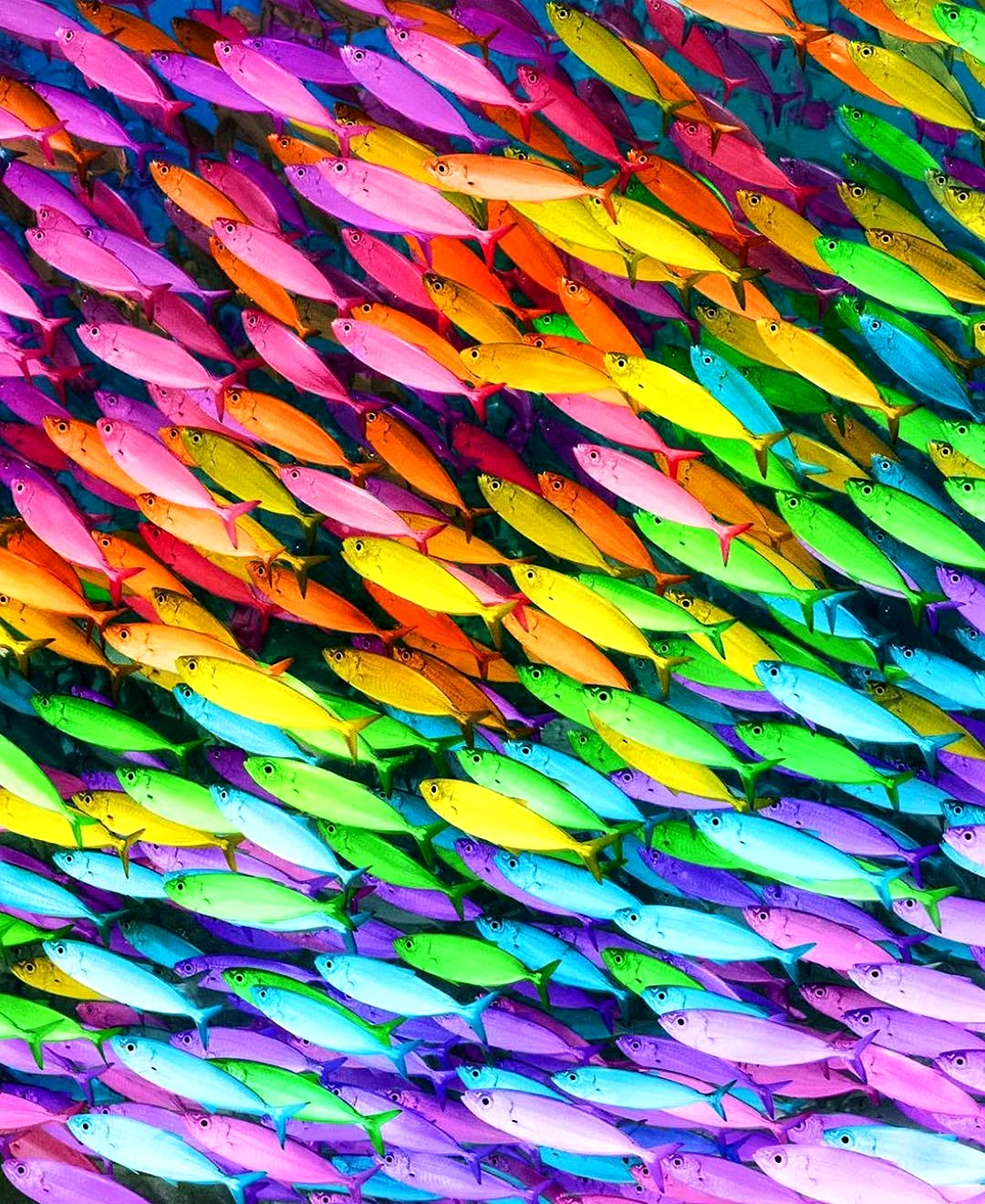 Разноцветные рыбы