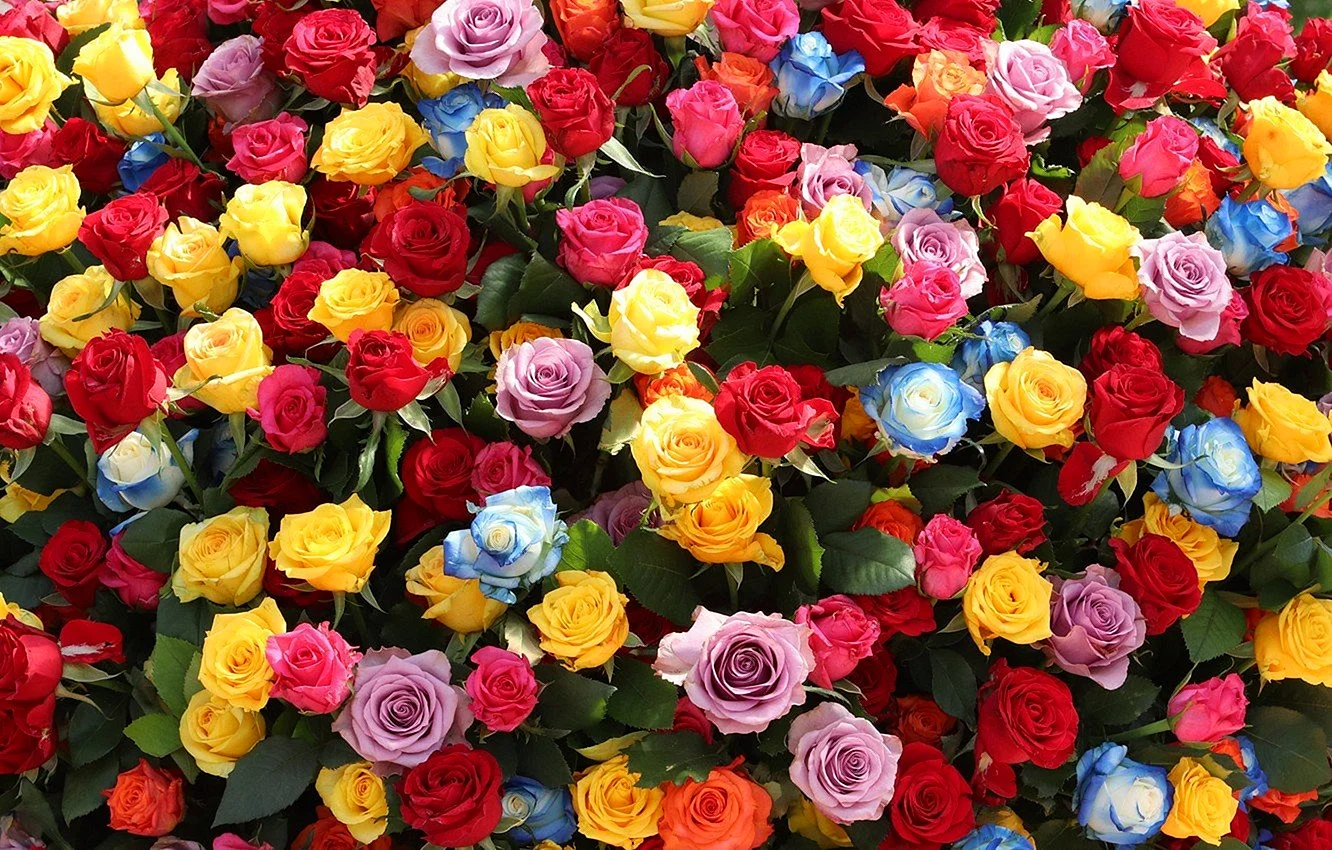 Разноцветные цветы