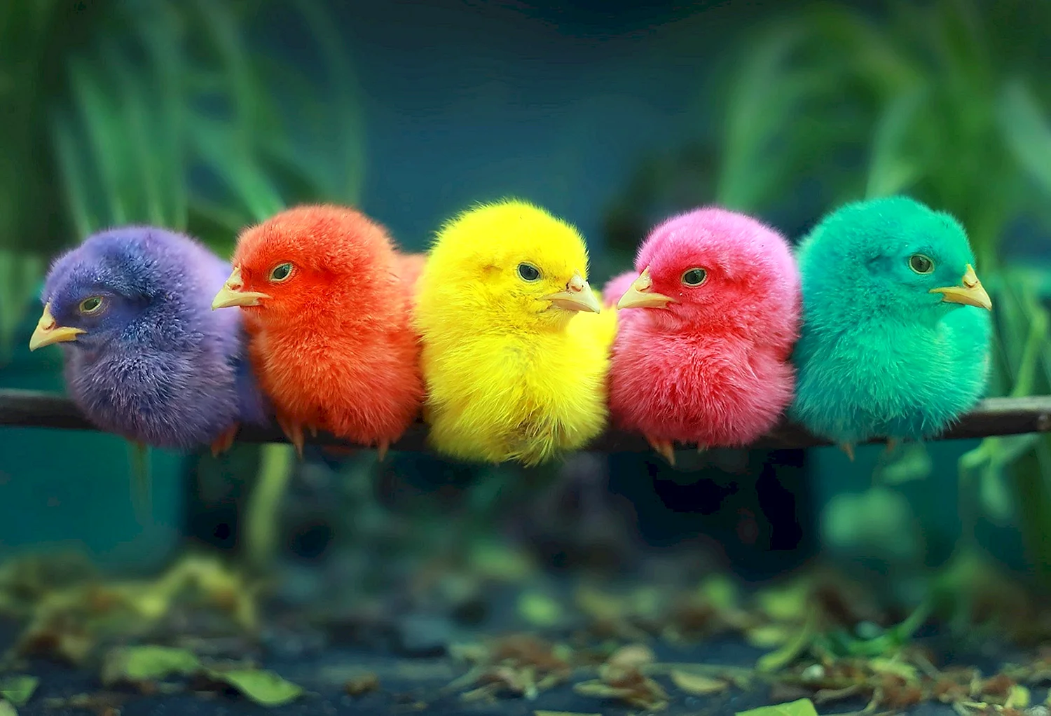Разноцветные цыплята