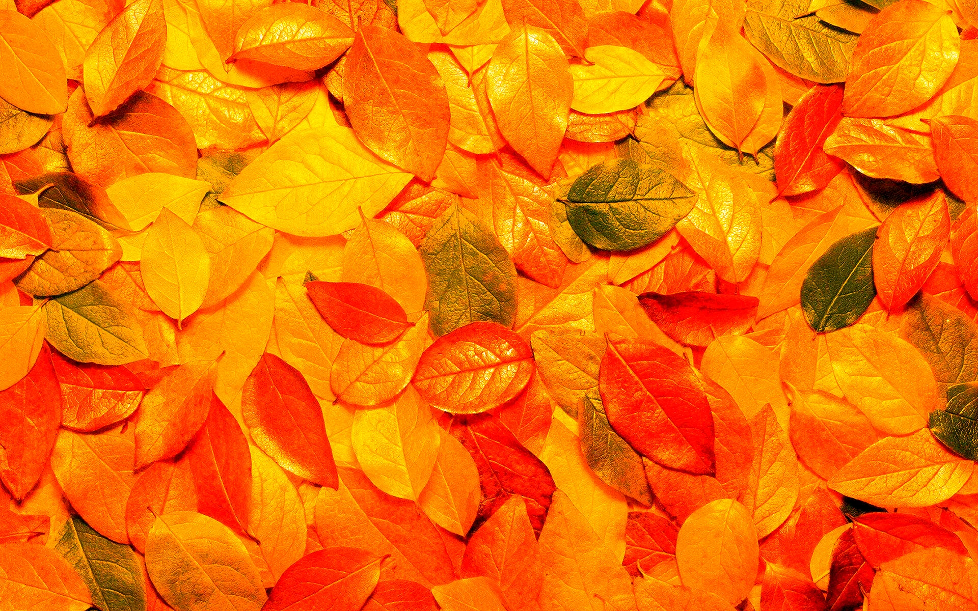 Разноцветный ковер из листьев