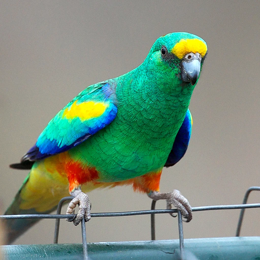 Разноцветный плоскохвостый попугай