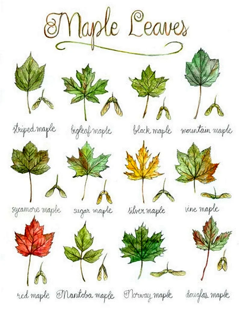 Разновидность клёна и их листья