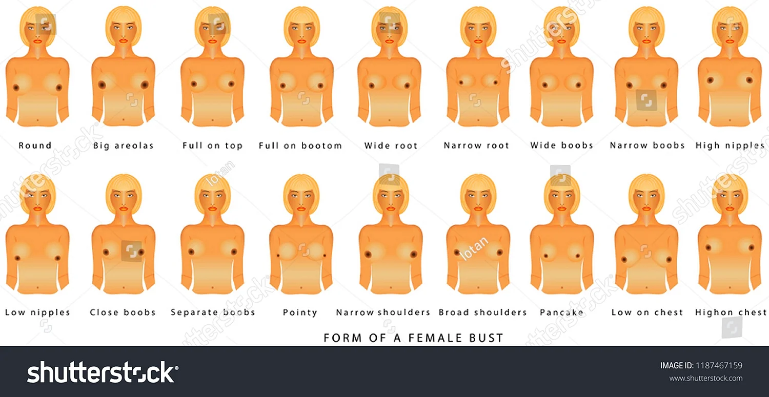 Разновидности женской груди