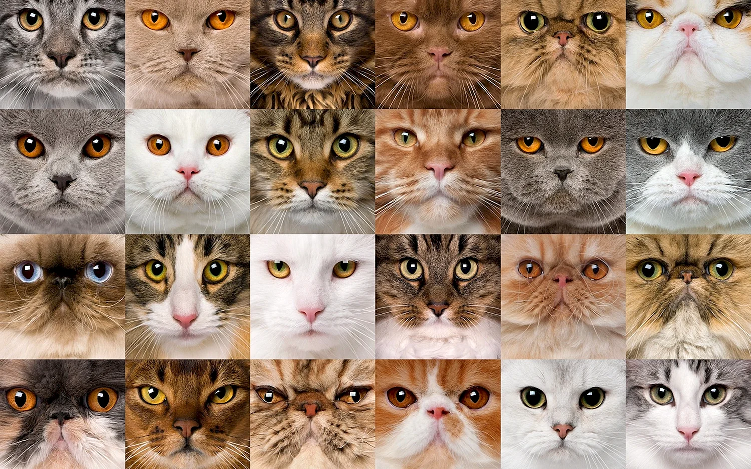 Разные породы кошек