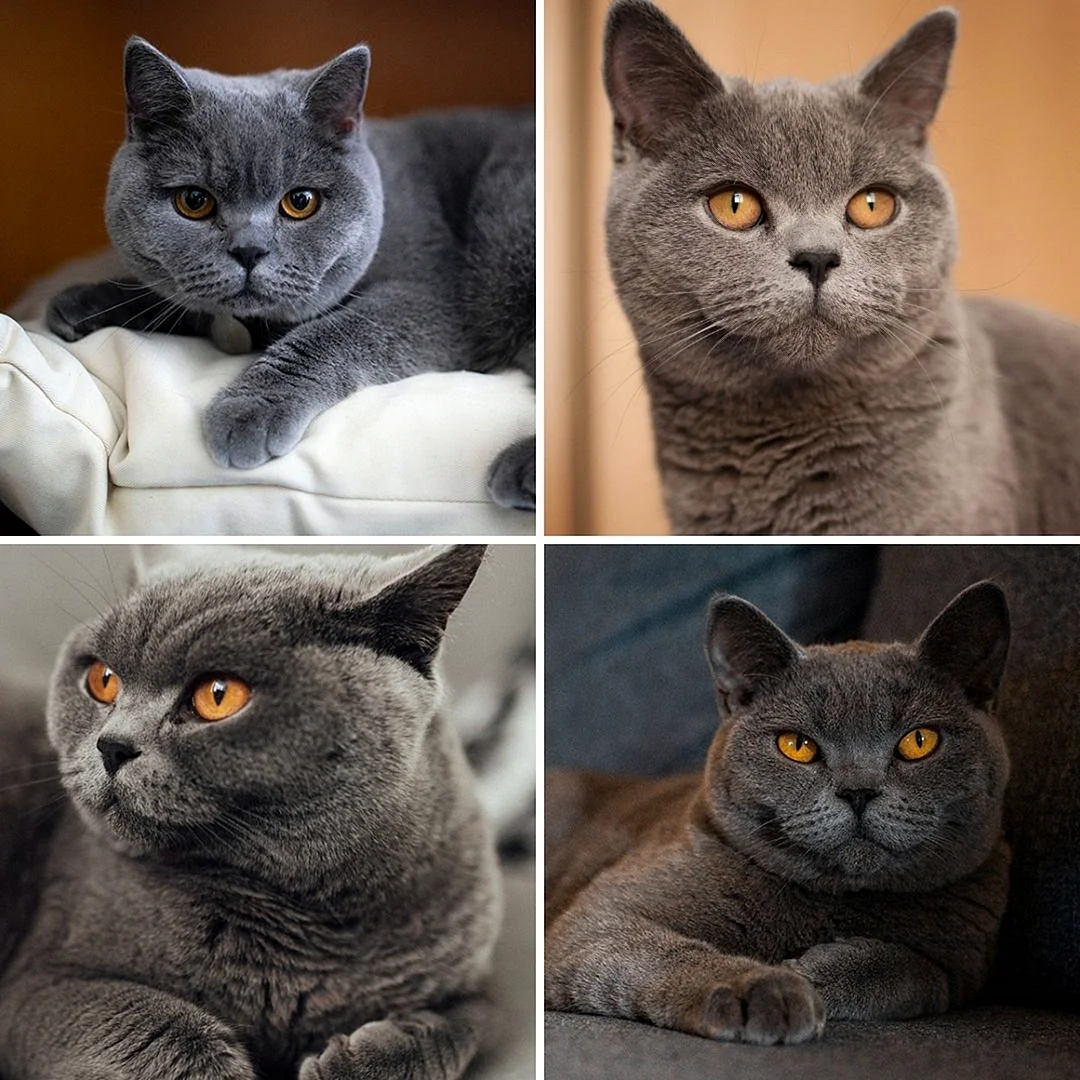 Разные виды британских кошек