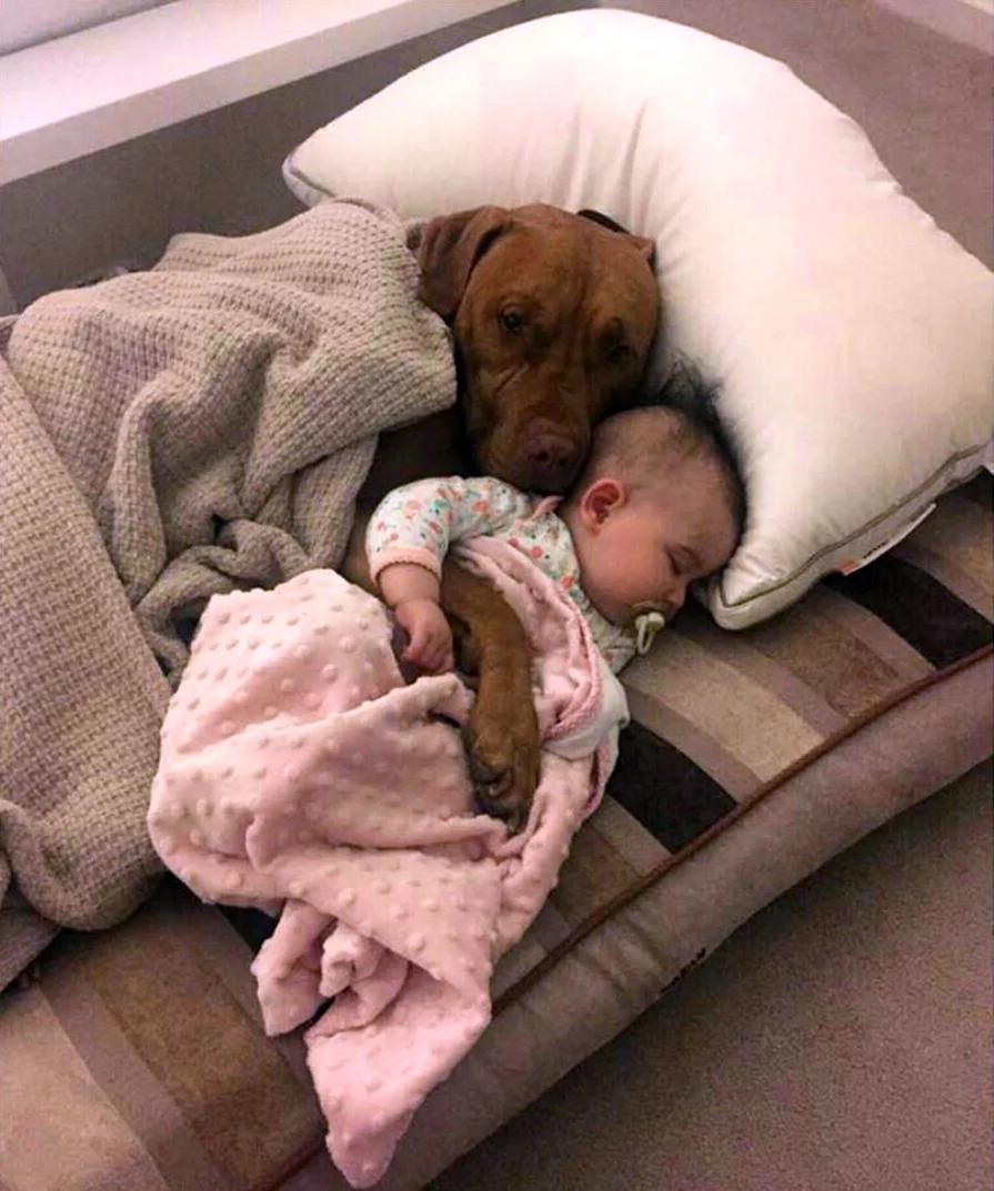Ребенокспитт с собакой