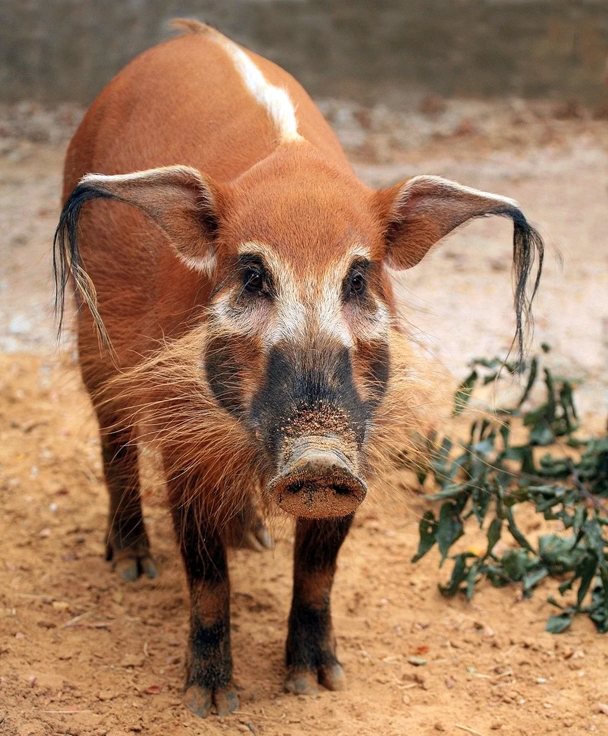Речная кистеухая свинья