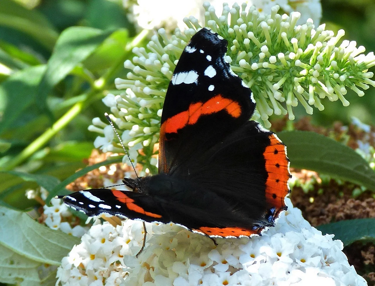 Red Admiral бабочка