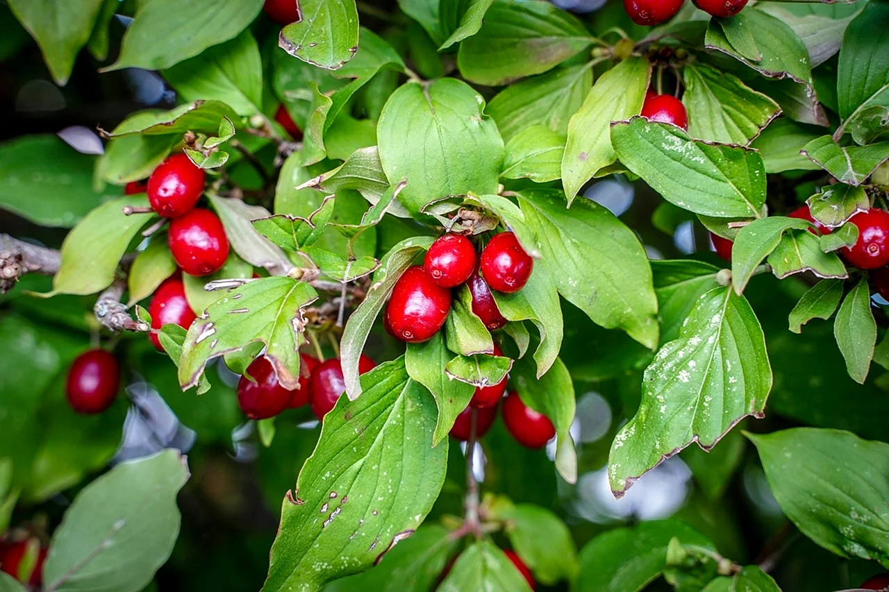 Red Berry ягода