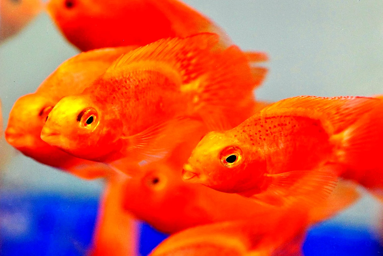 Ред Пэррот рыба