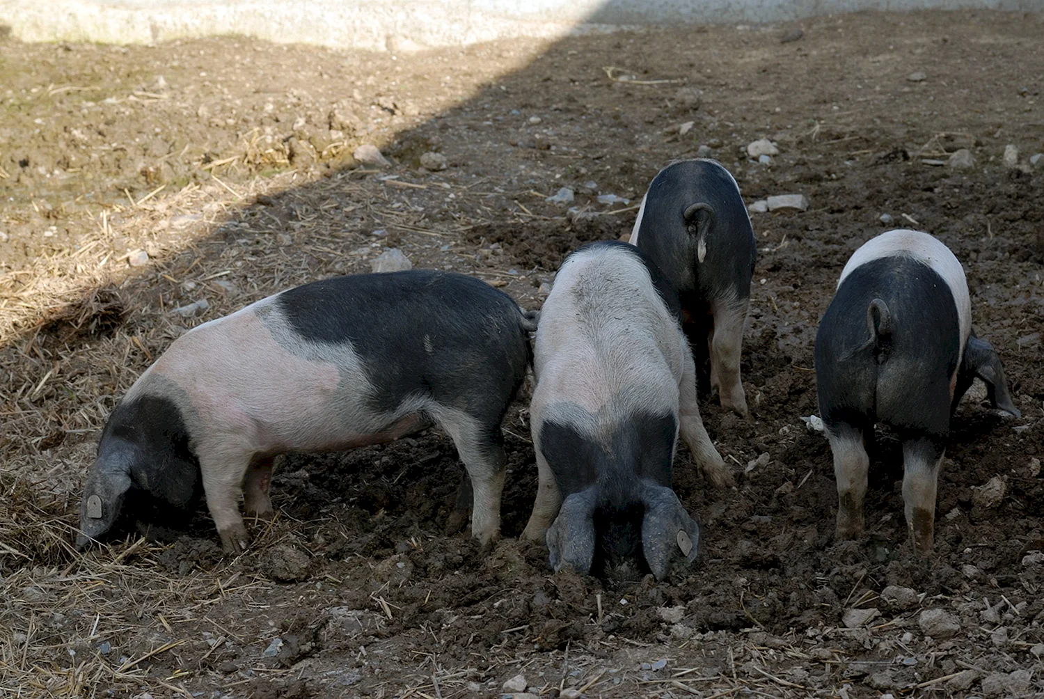 Редкие и исчезающие породы свиней