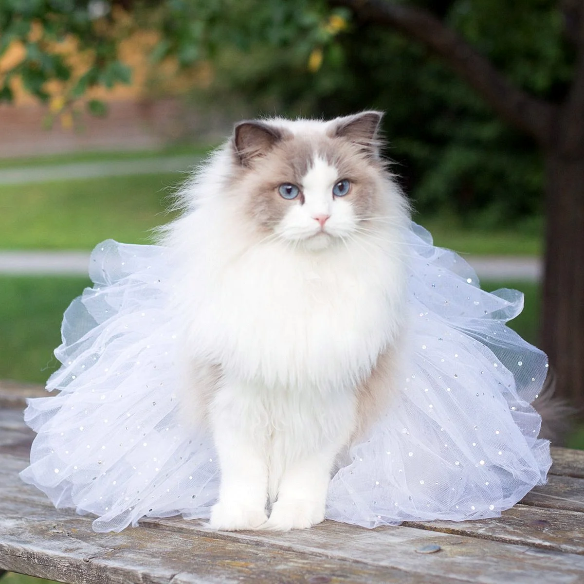 Рэгдолл кошка принцесса Аврора
