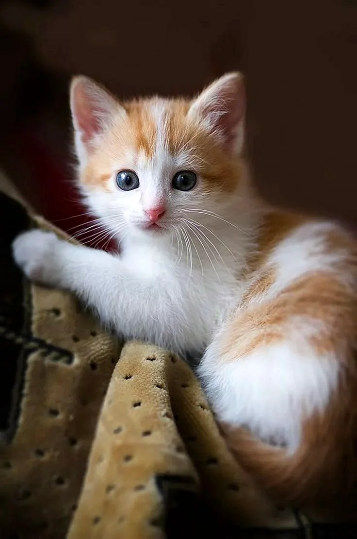 Рэгдолл рыжий котенок