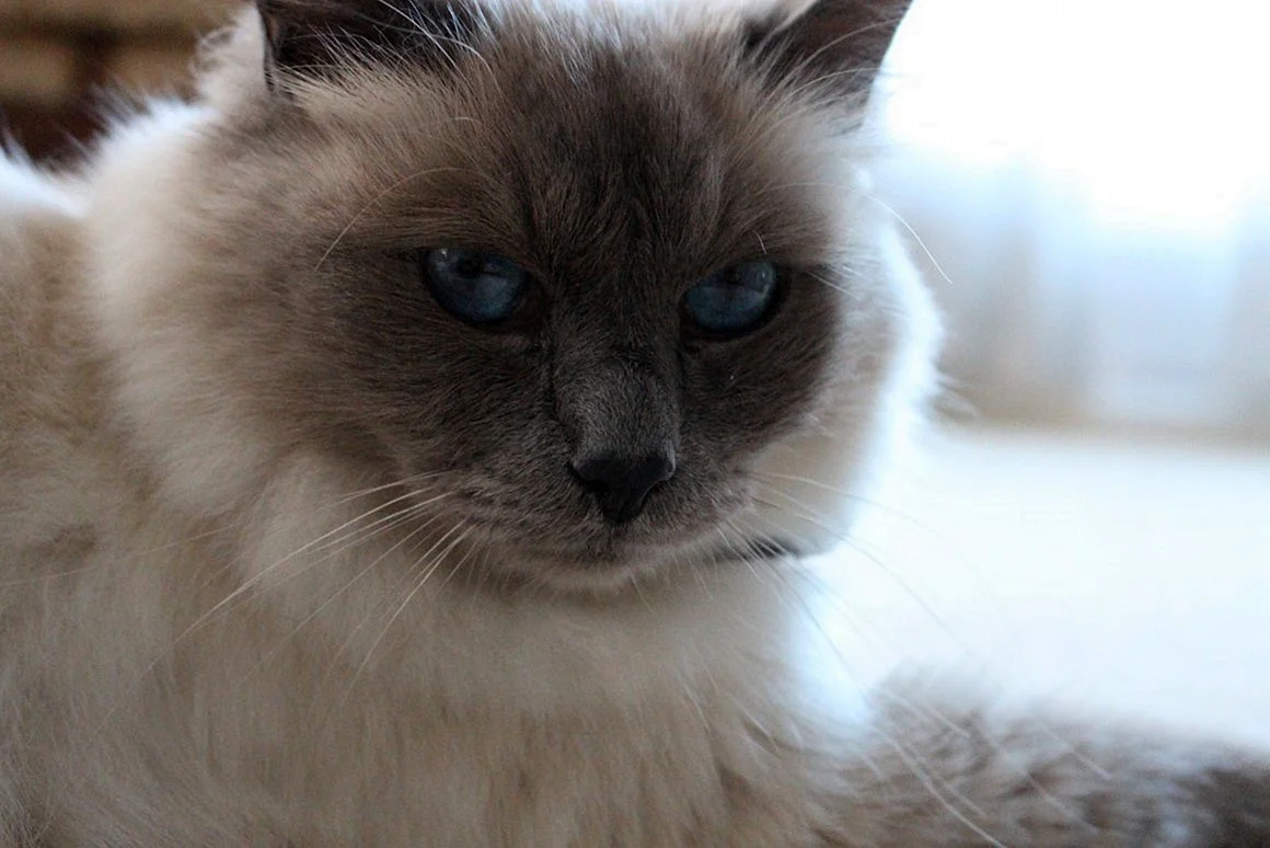 Рэгдолл, Священная Бирма, Бурманская кошка, Нибелунг, русская голубая