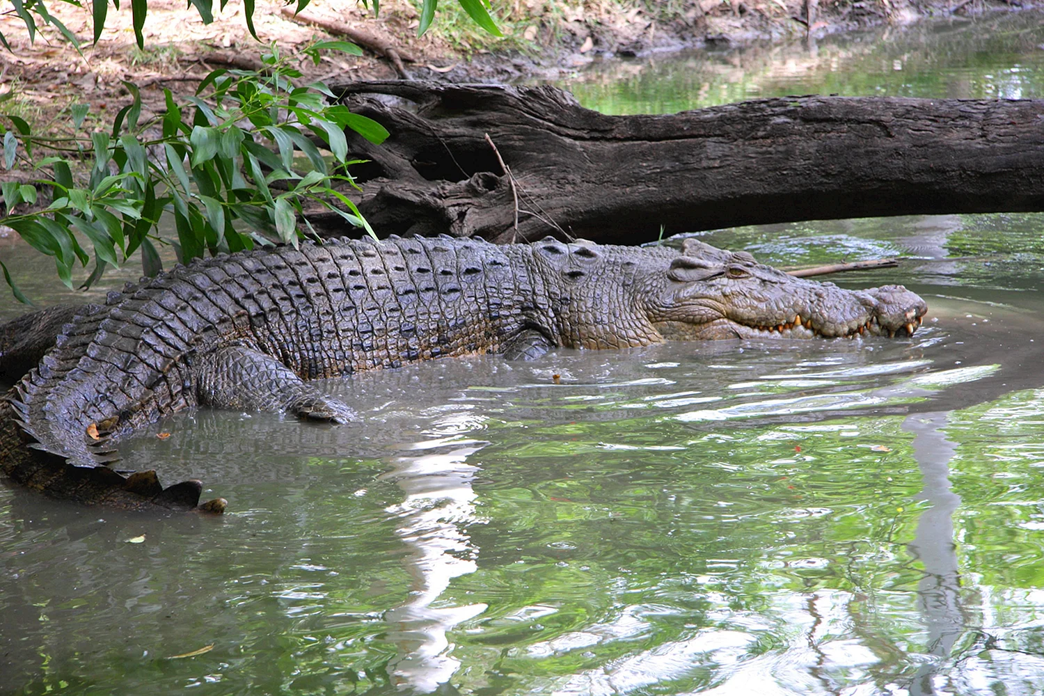 Река Нил крокодилы
