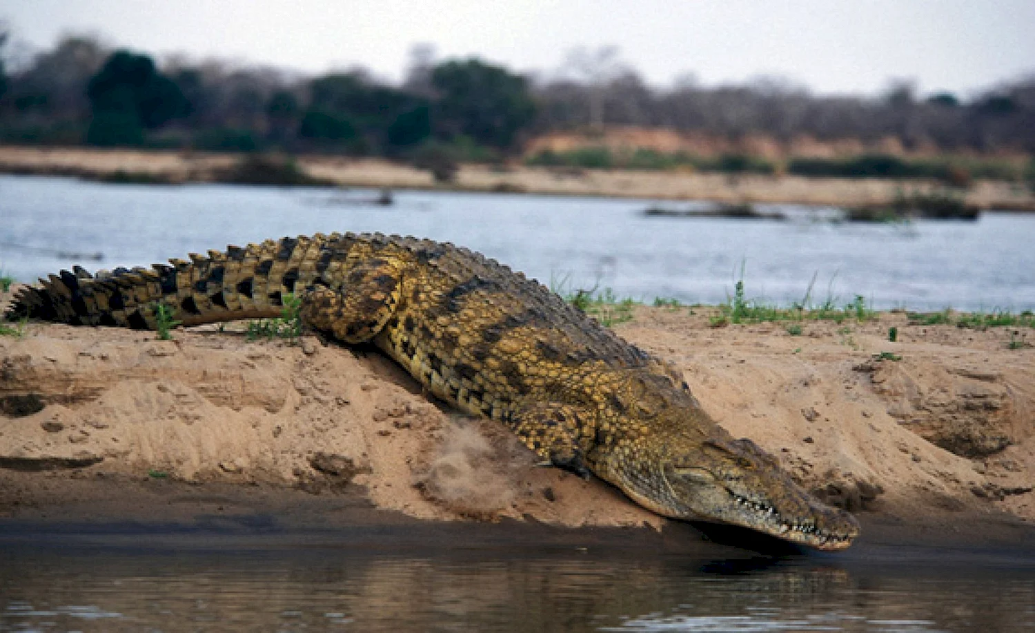 Река Нил Нильский крокодил