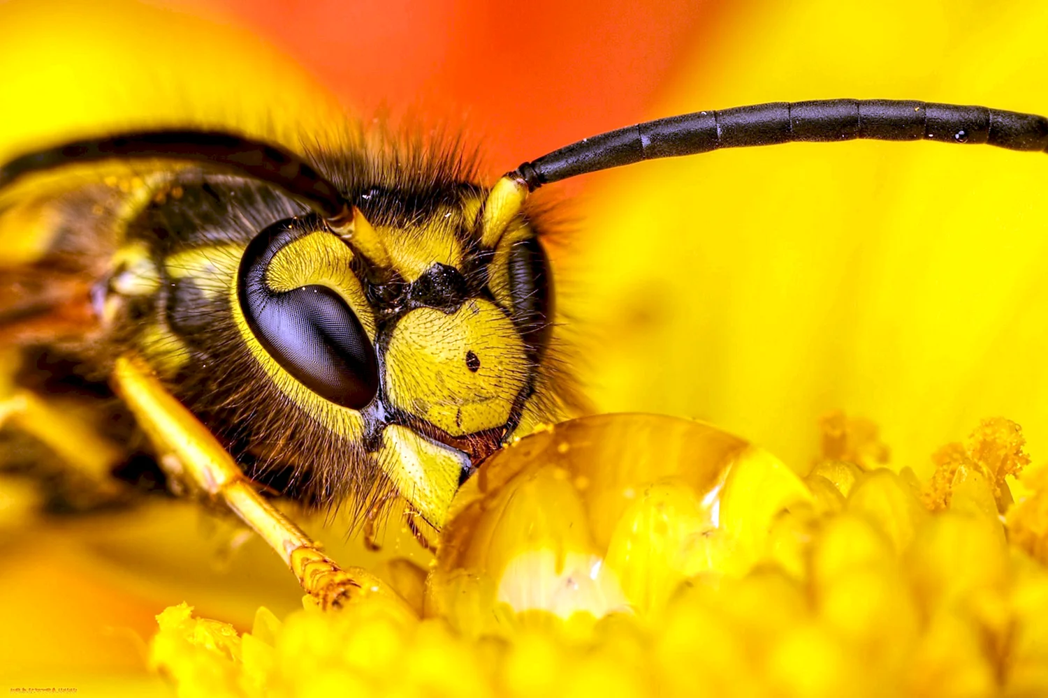 Ренегат пчела