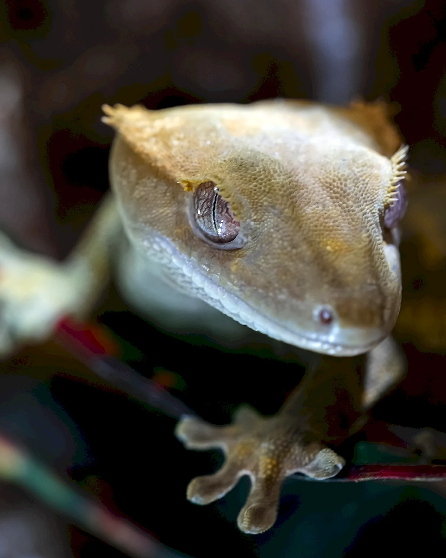 Ресничный геккон-бананоед
