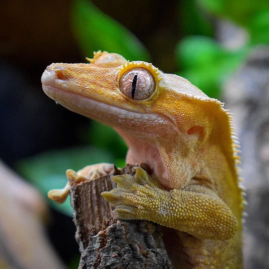 Реснитчатый геккон бананоед
