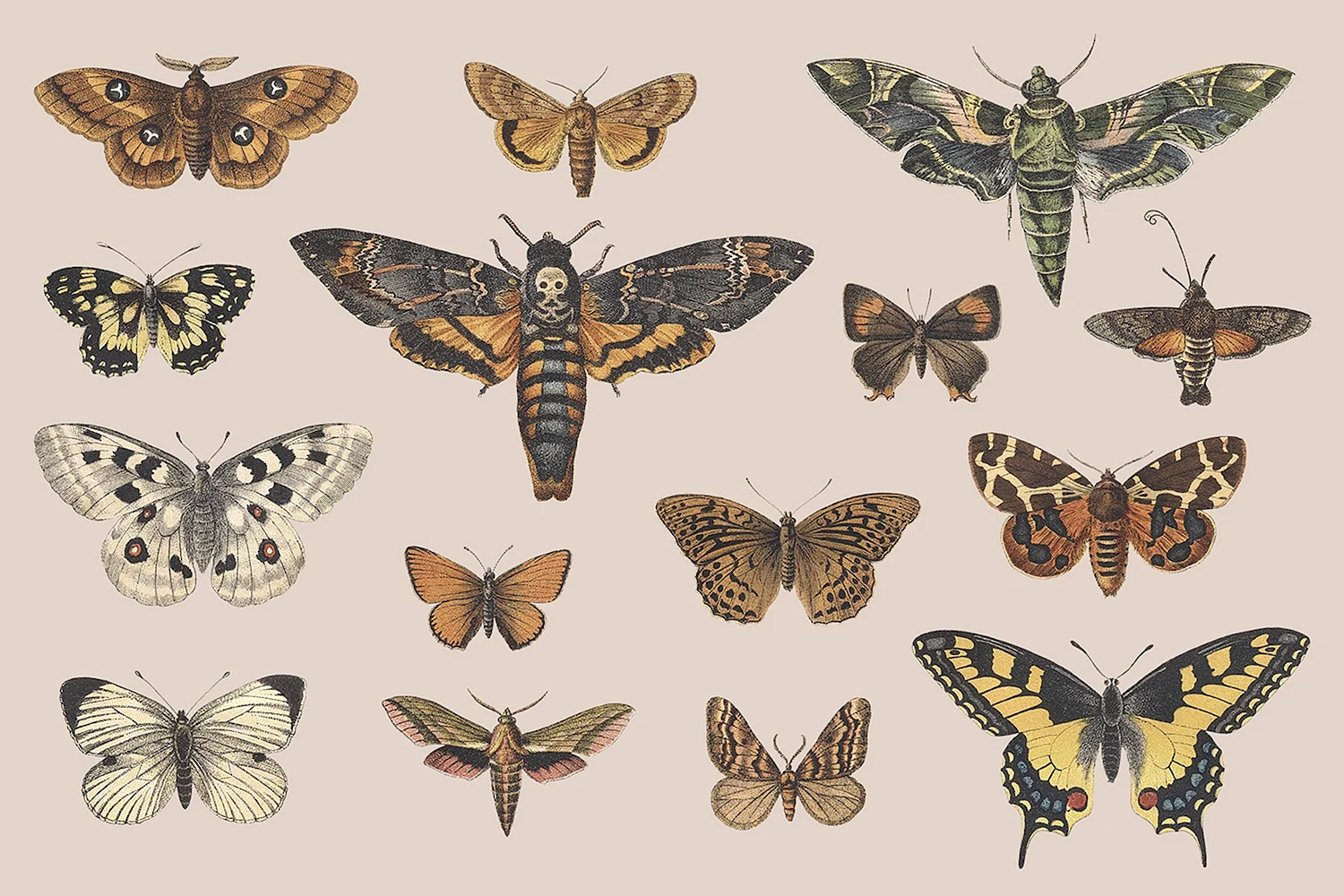 Ретро бабочки