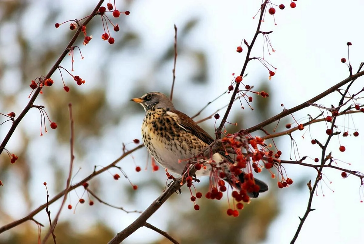 Рябинник (turdus pilaris