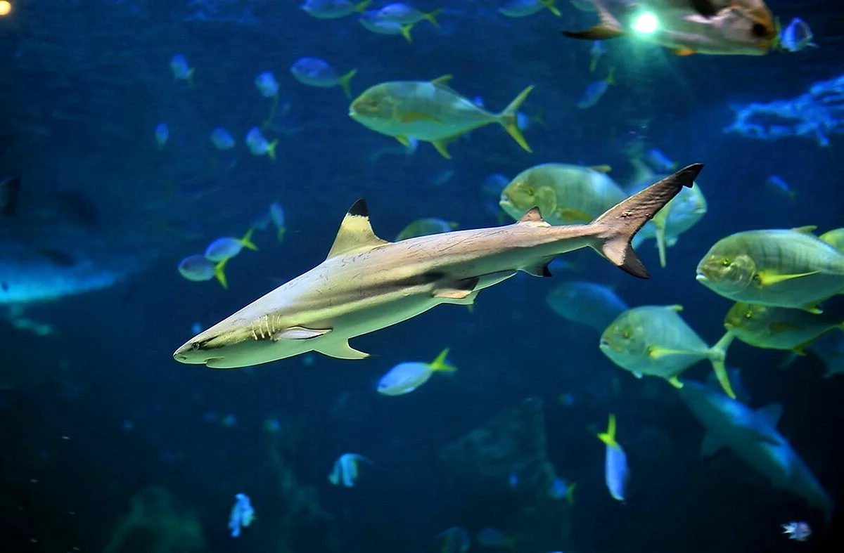 Рифовая аквариумная акула