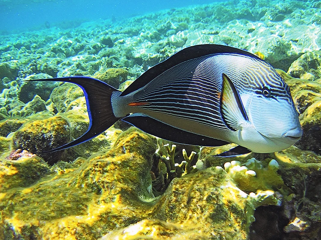 Рифовые рыбки Египта