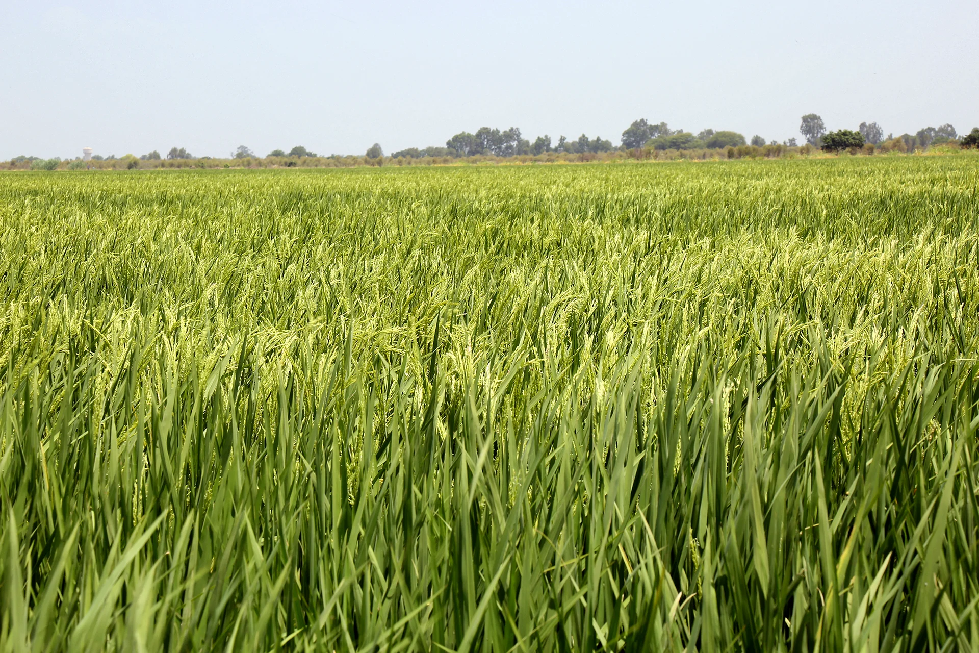 Рисовые поля в Краснодаре