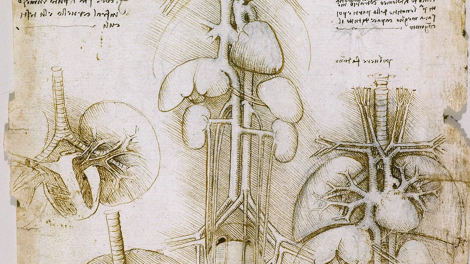 Рисунки Леонардо да Винчи по анатомии