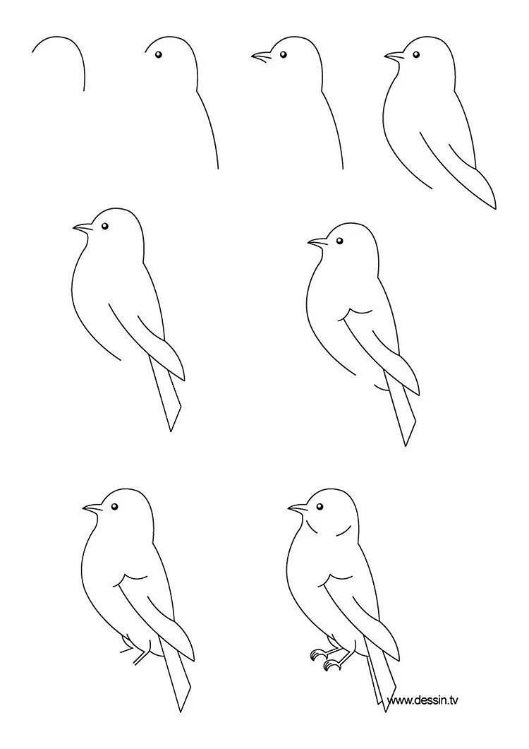 Рисунок птицы карандашом для срисовки для начинающих