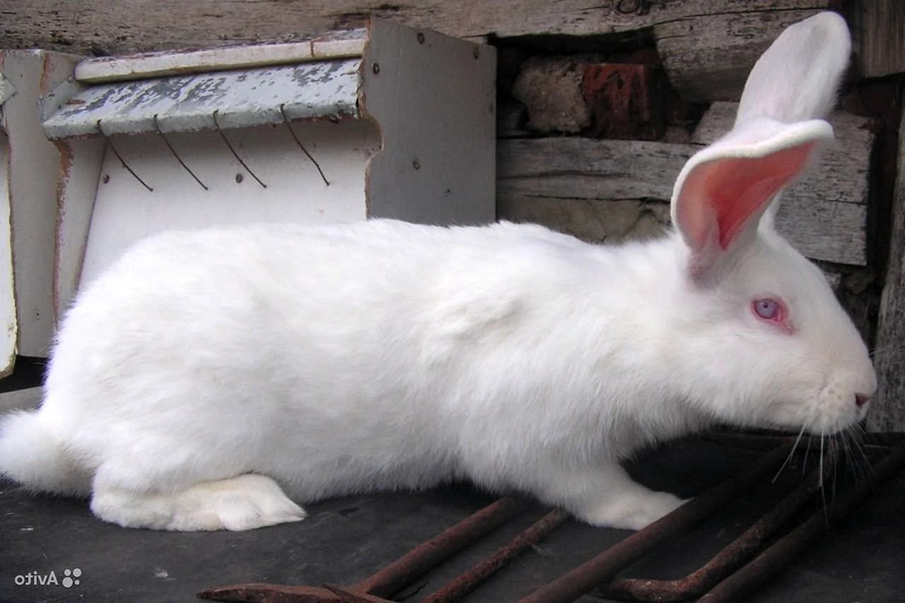 Ризен белый кролик