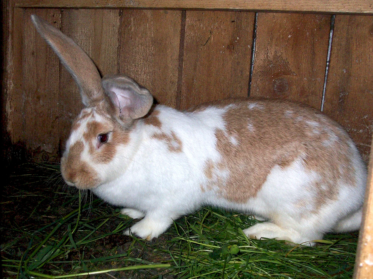 Ризен кролик