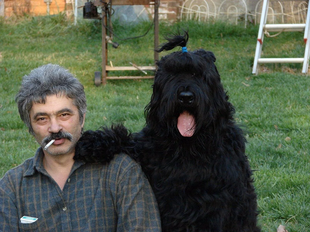 Ризеншнауцер собака Сталина